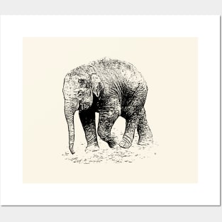 Baby elephant Posters and Art